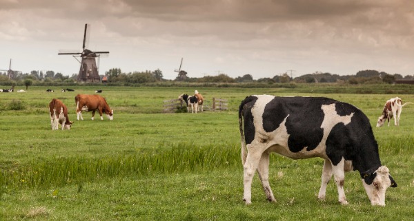 De woningbouw verstikstoft